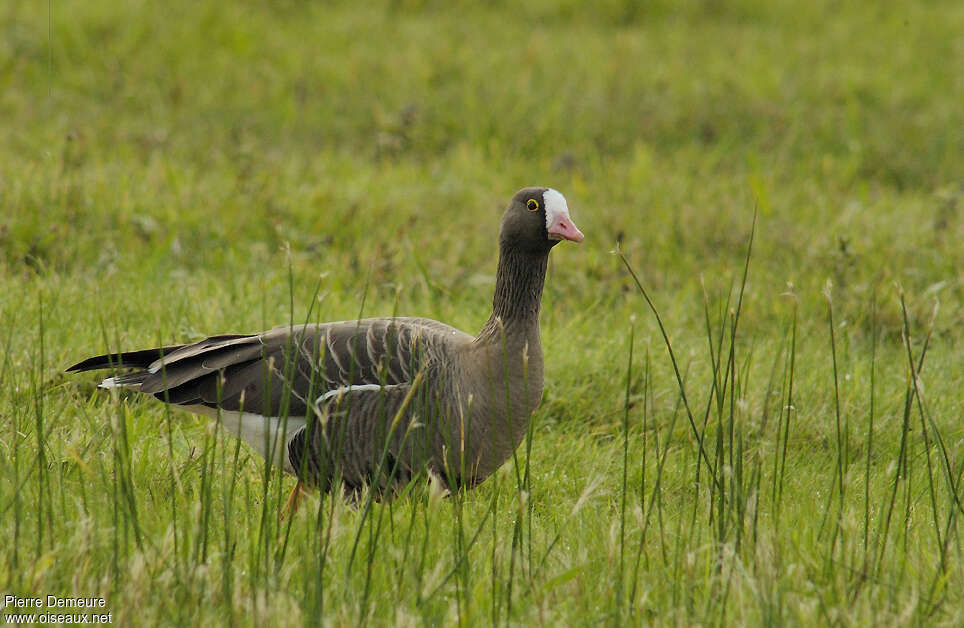 Lesser White-fronted Gooseadult, identification
