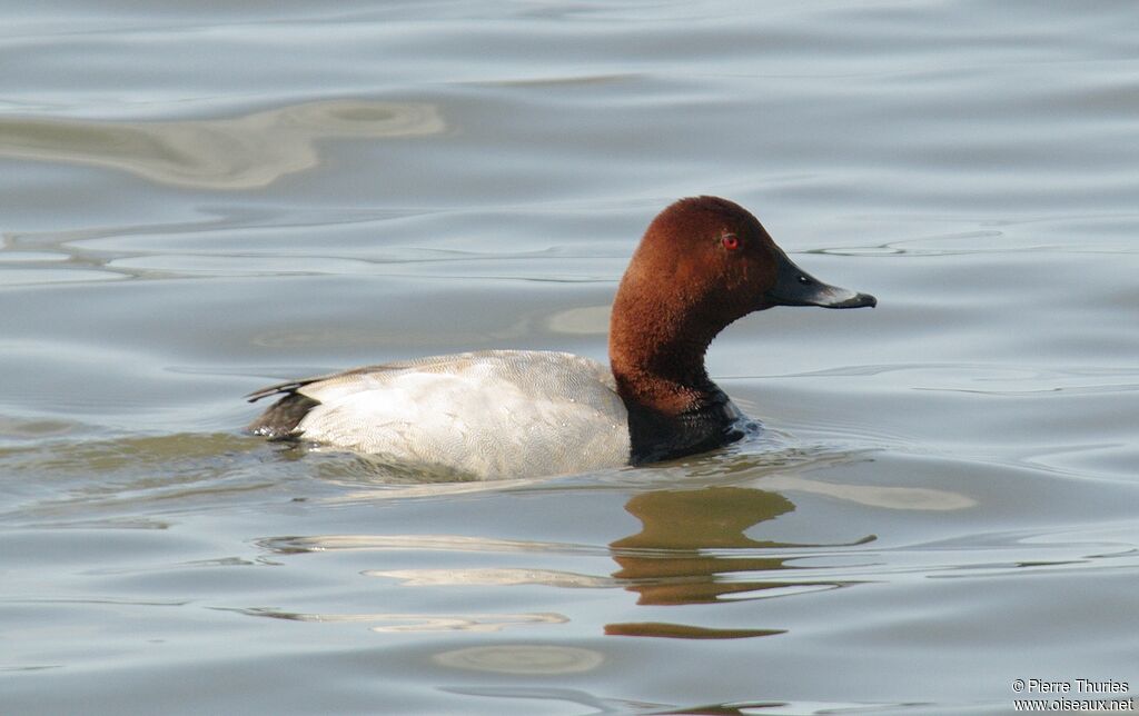 Common Pochard male adult