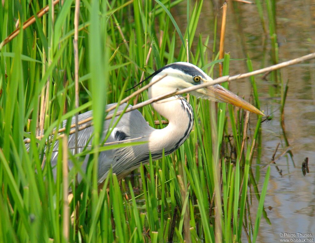Grey Heron male adult