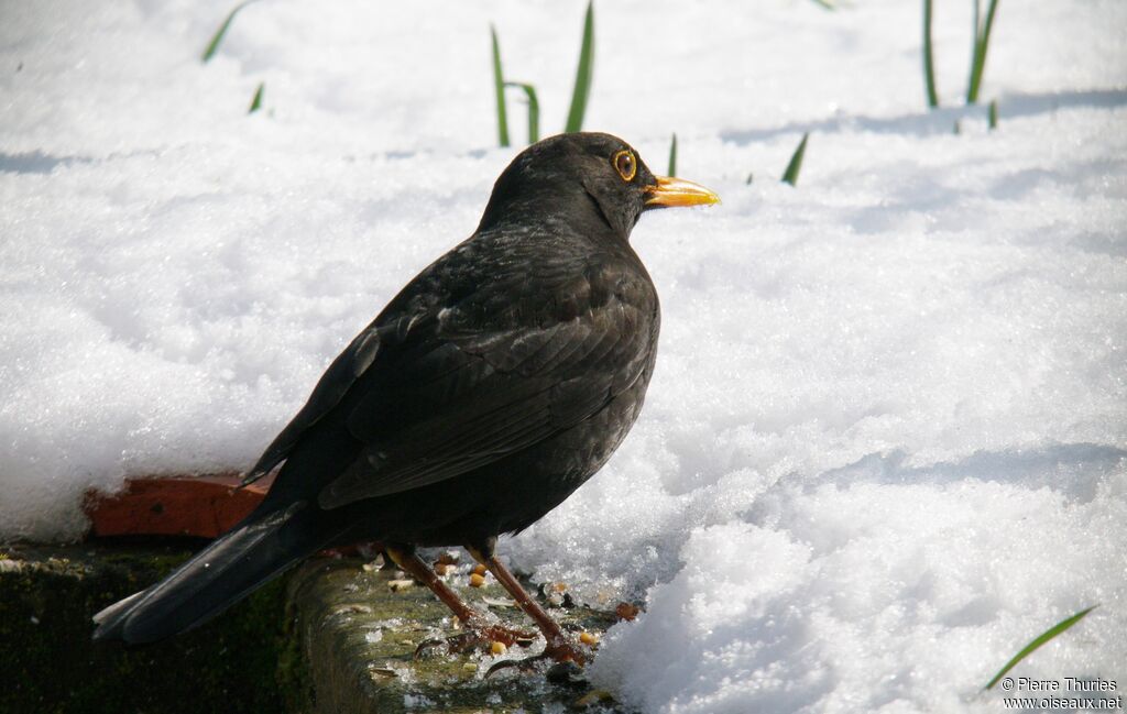 Common Blackbird male