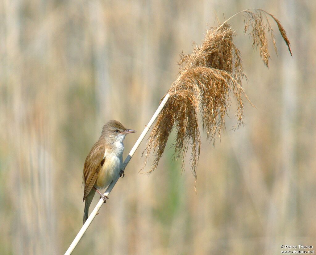 Great Reed Warbler