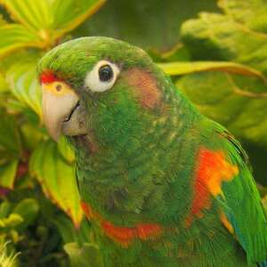 Conure de Santa Marta