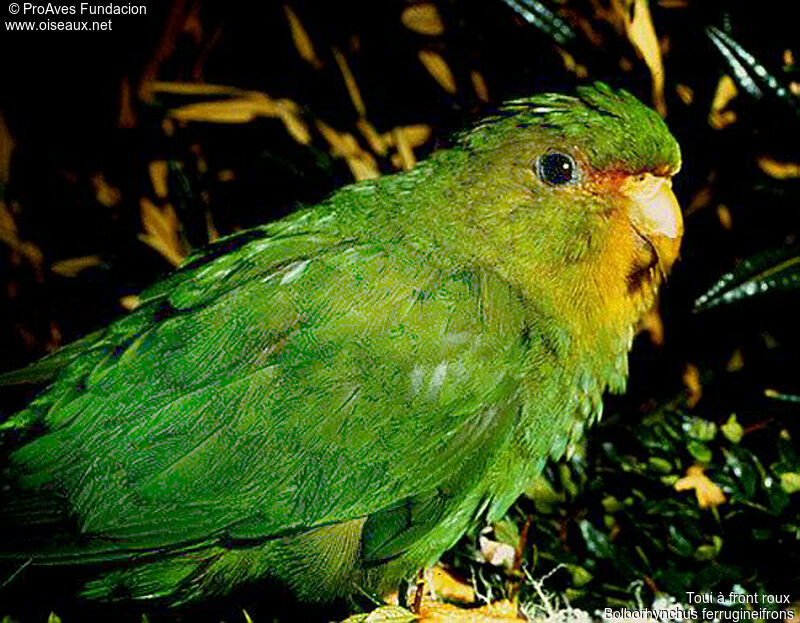 Rufous-fronted Parakeet