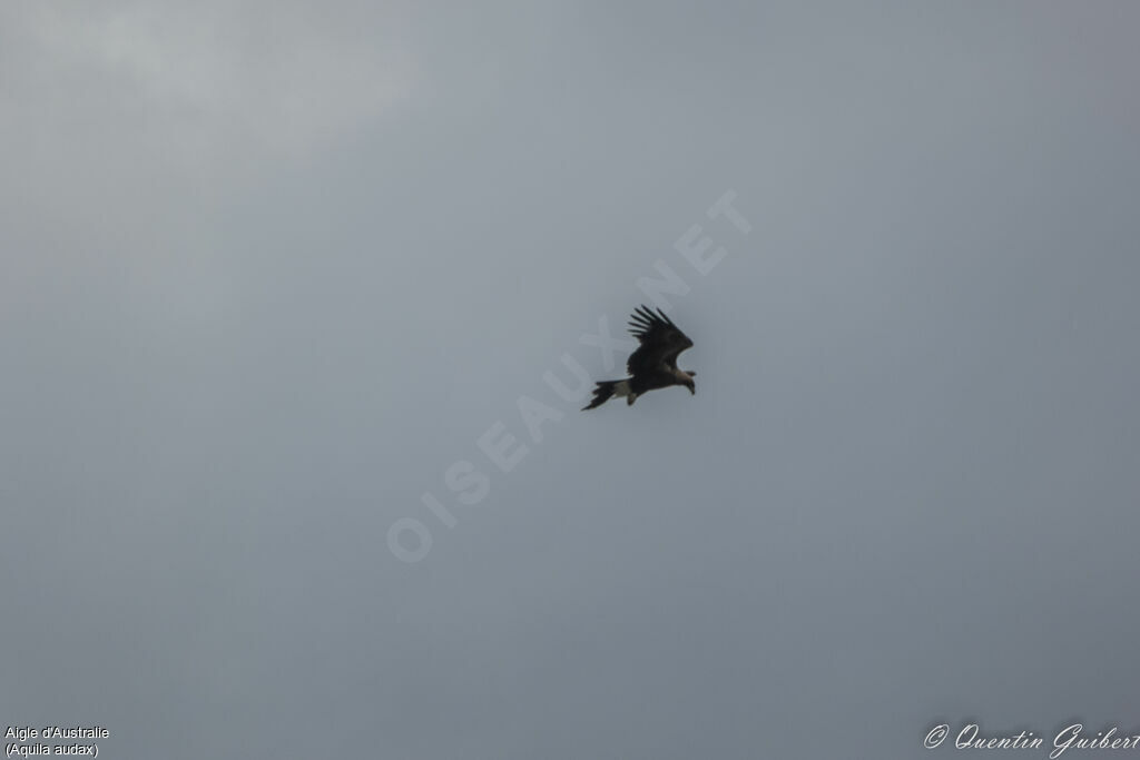 Aigle d'Australie, Vol, pêche/chasse