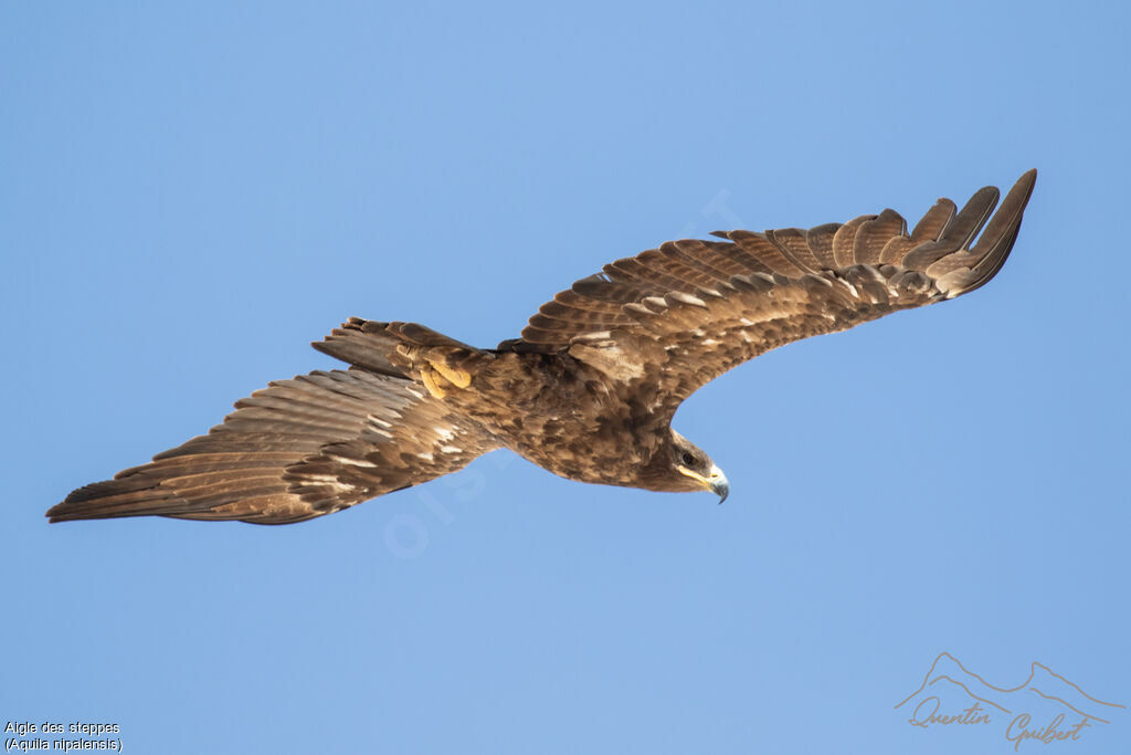 Aigle des steppes