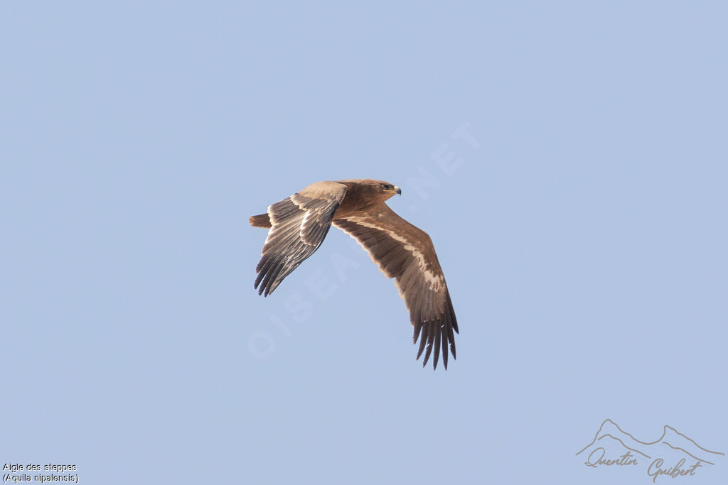 Aigle des steppes