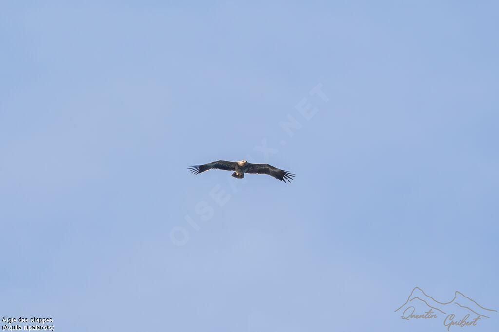 Aigle des steppes