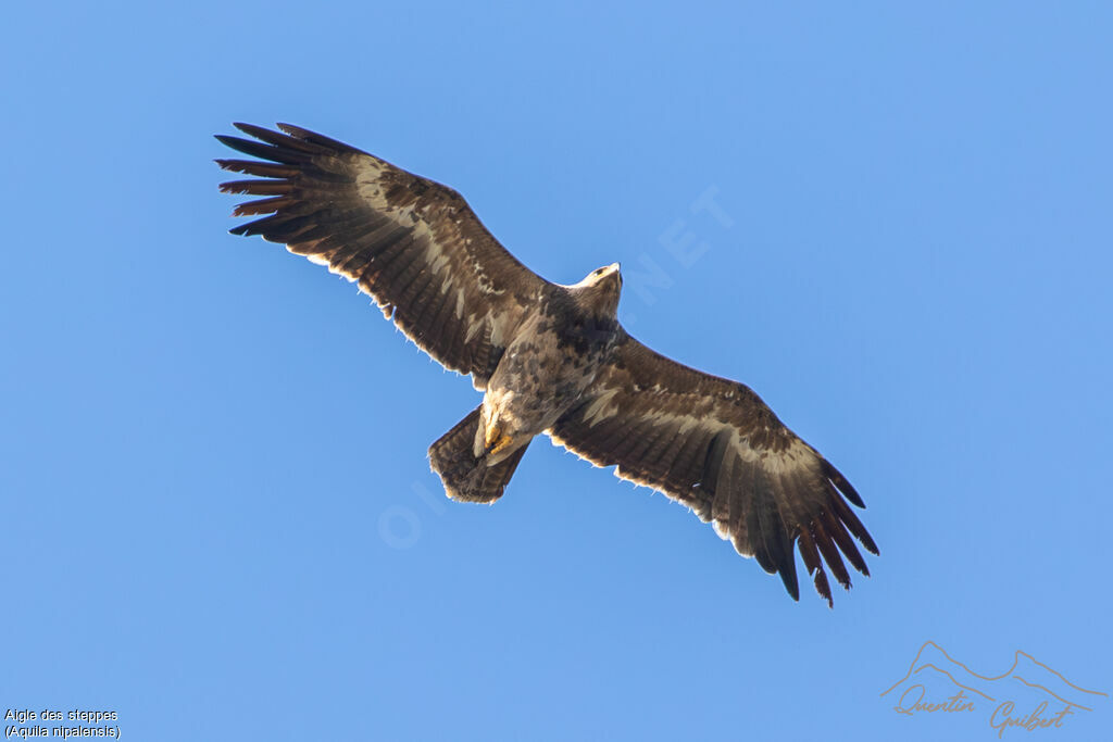 Aigle des steppes