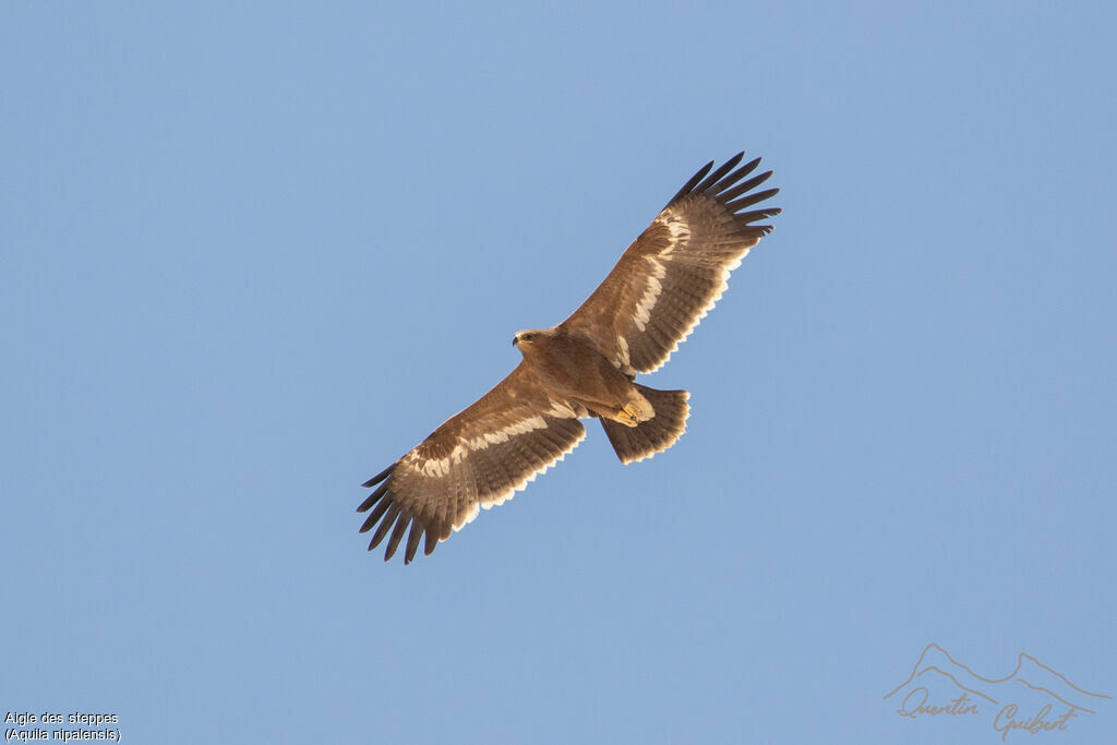 Aigle des steppes