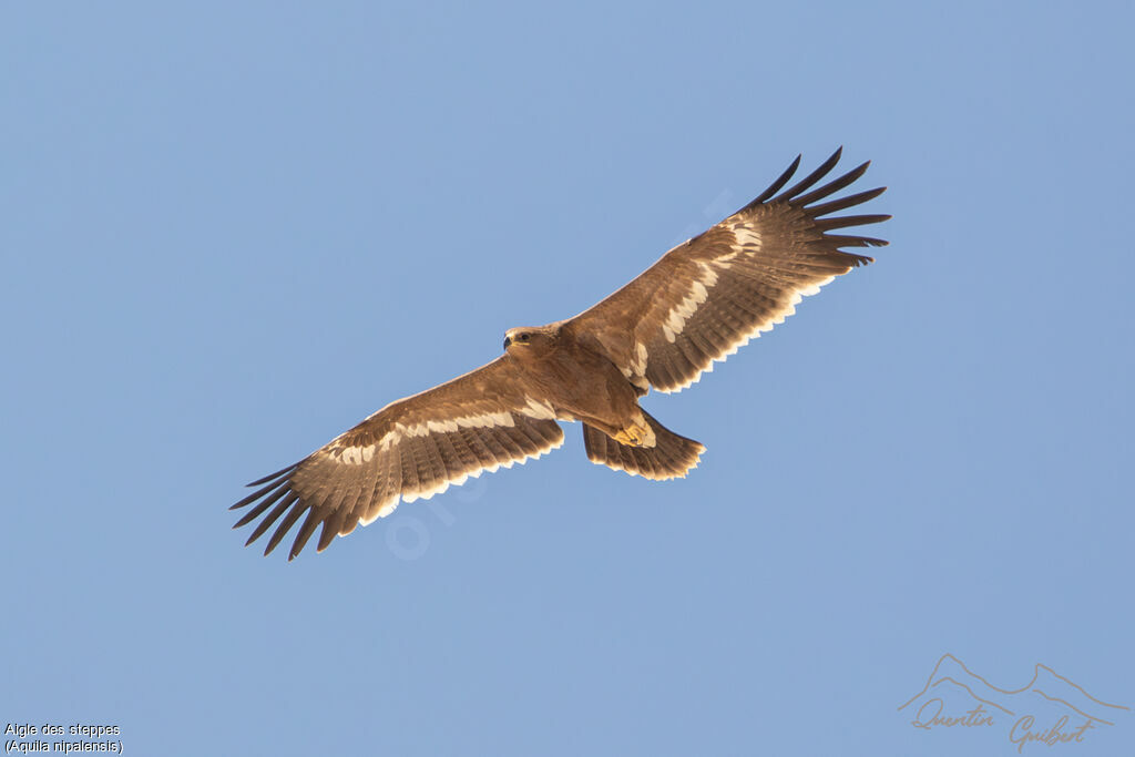 Aigle des steppes