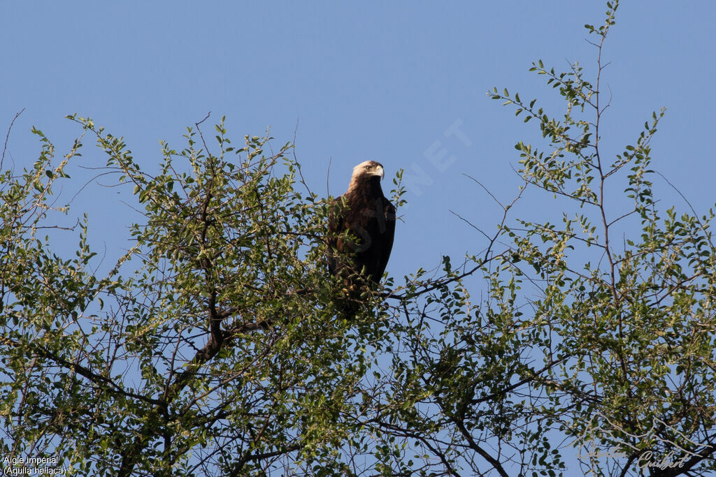 Eastern Imperial Eagle