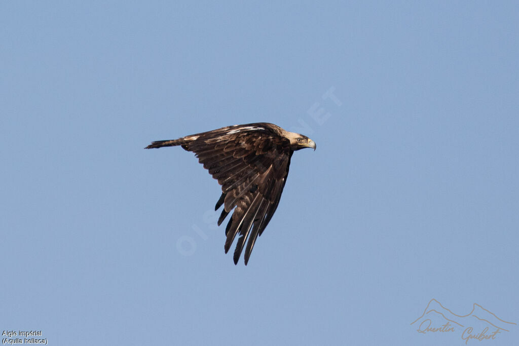Eastern Imperial Eagle