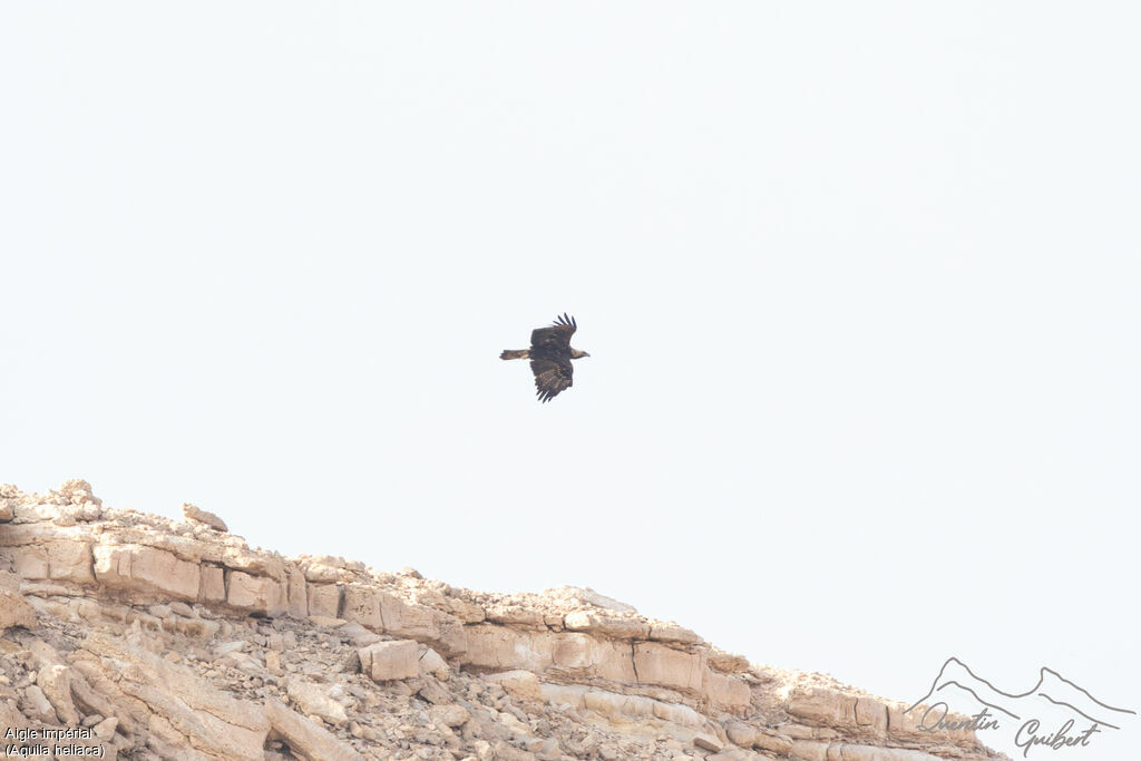 Eastern Imperial Eagle