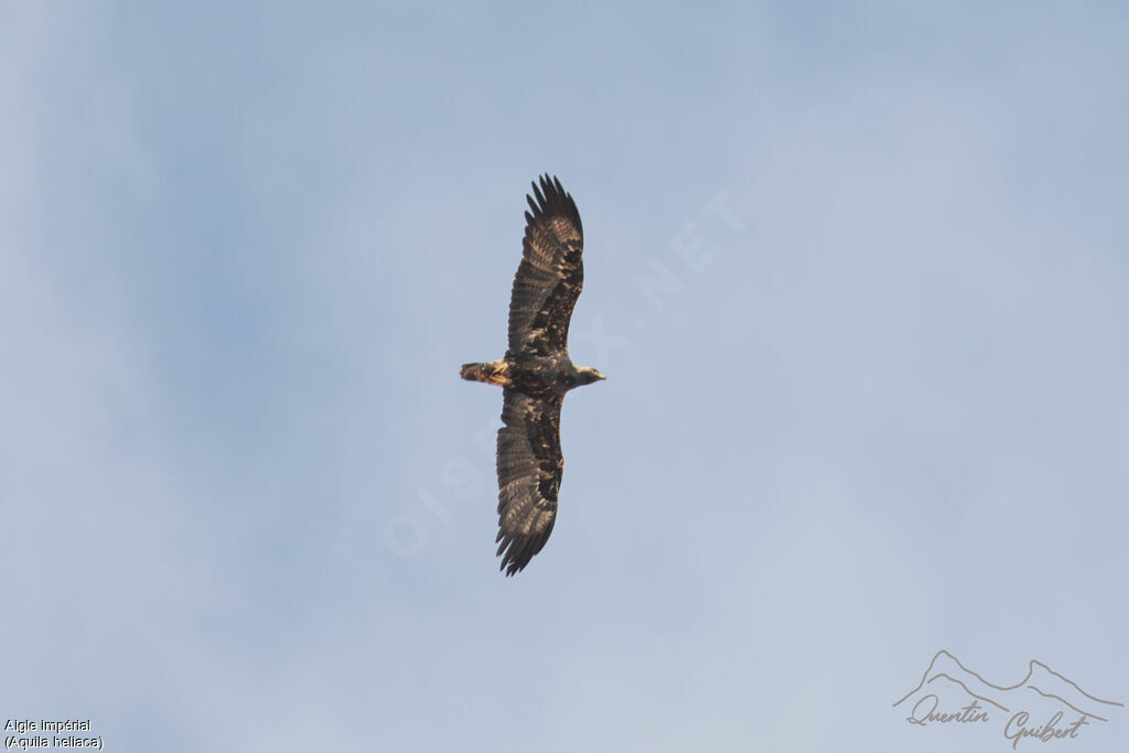 Eastern Imperial Eagle