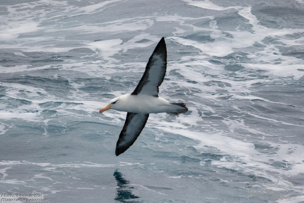 Albatros à sourcils noirs