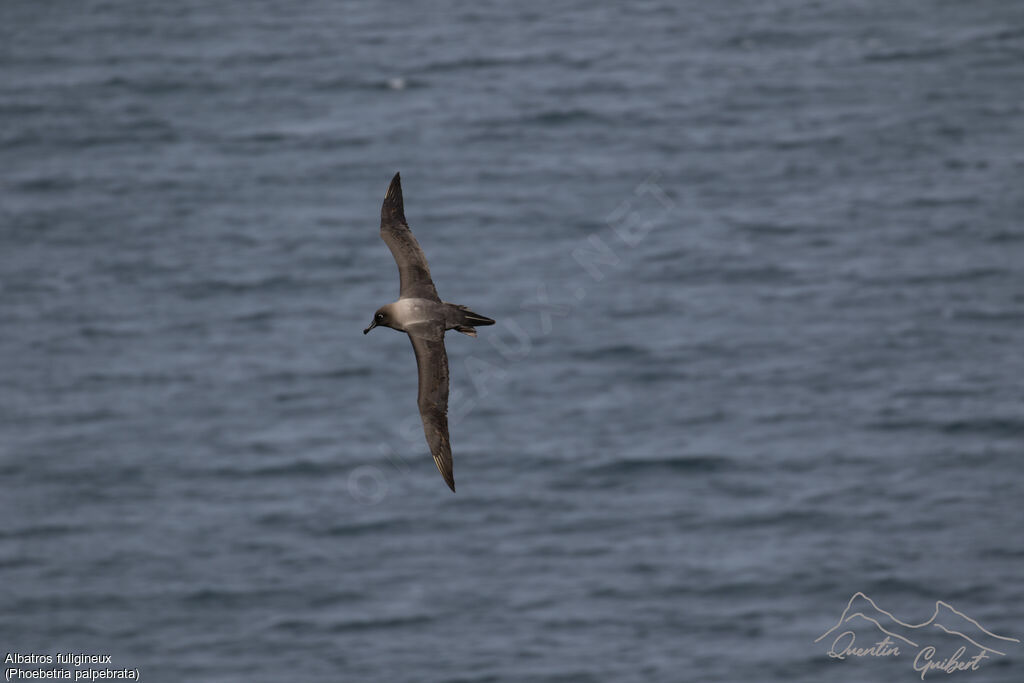 Albatros fuligineux