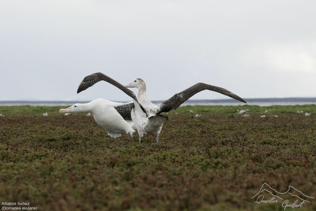 Albatros hurleur