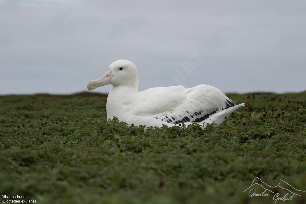 Albatros hurleur