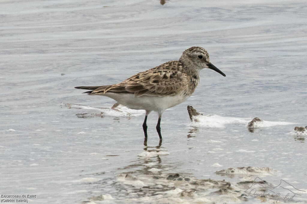 Baird's Sandpiper