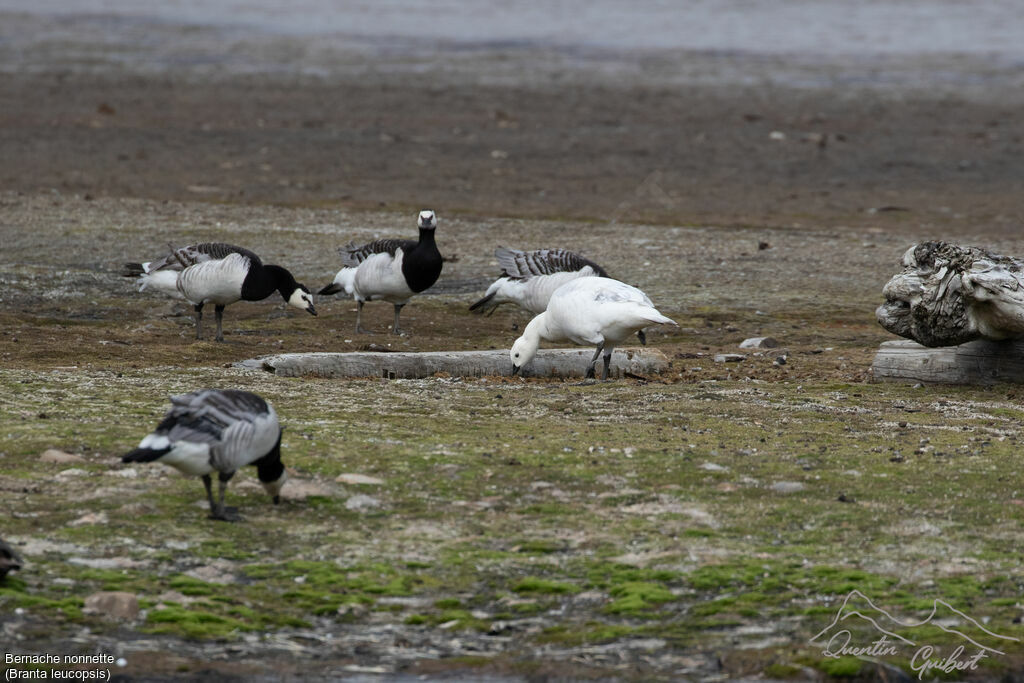 Bernache nonnetteadulte nuptial, mange