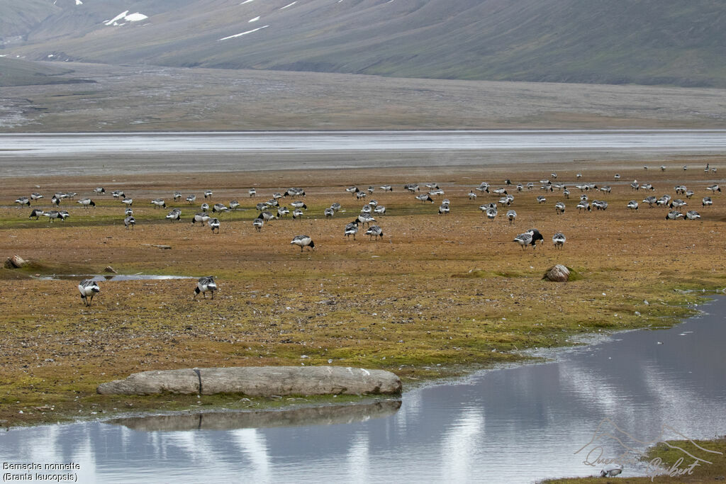 Barnacle Goose, habitat, feeding habits