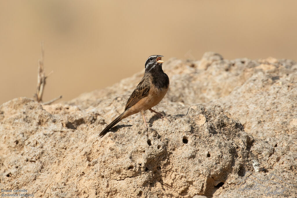 Bruant cannelle mâle adulte, identification, chant