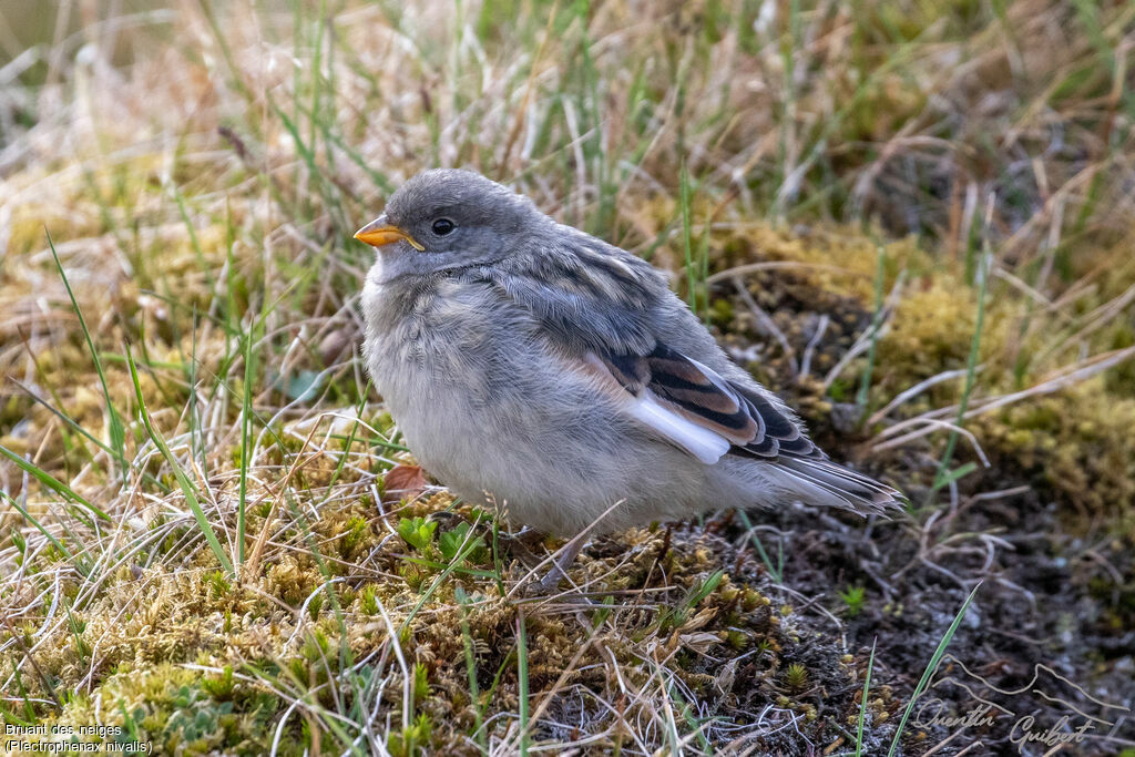 Bruant des neiges - Plectrophane des neiges<br />