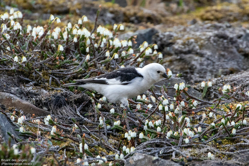 Bruant des neiges - Plectrophane des neiges<br />