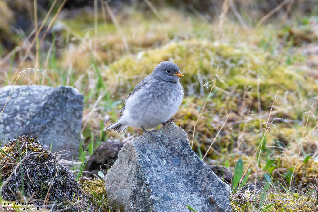 Bruant des neiges - Plectrophane des neiges<br />Poussin