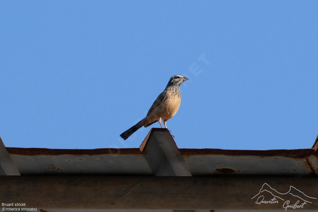 Striolated Bunting