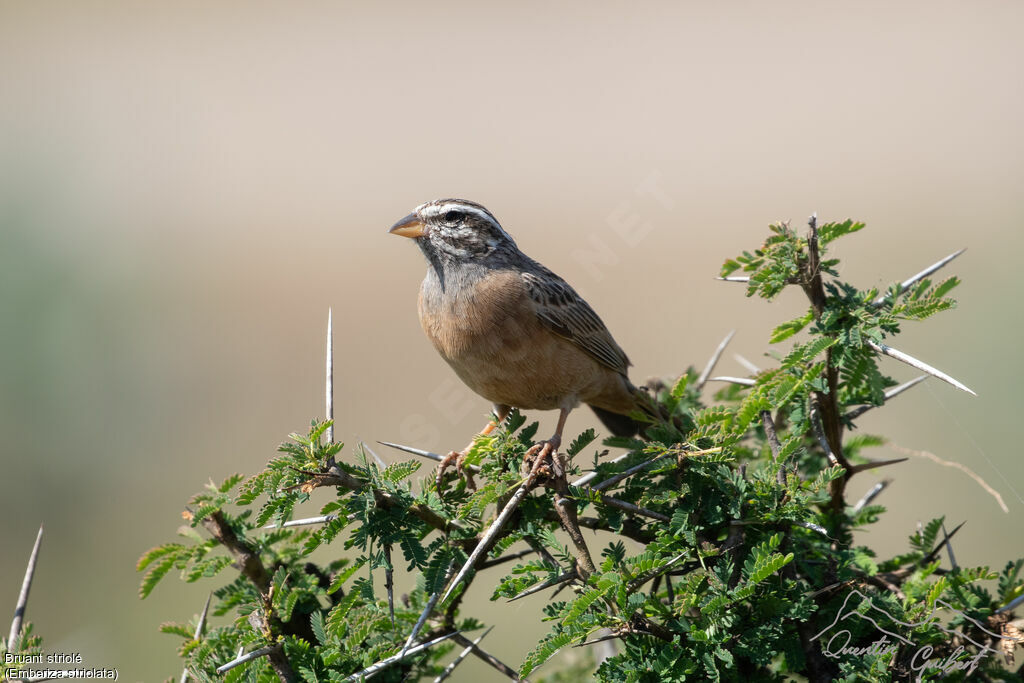 Bruant striolé femelle adulte, habitat