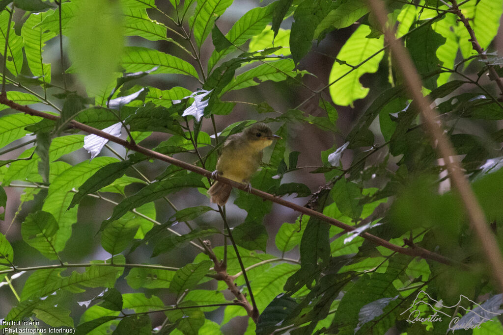 Bulbul ictérin, identification