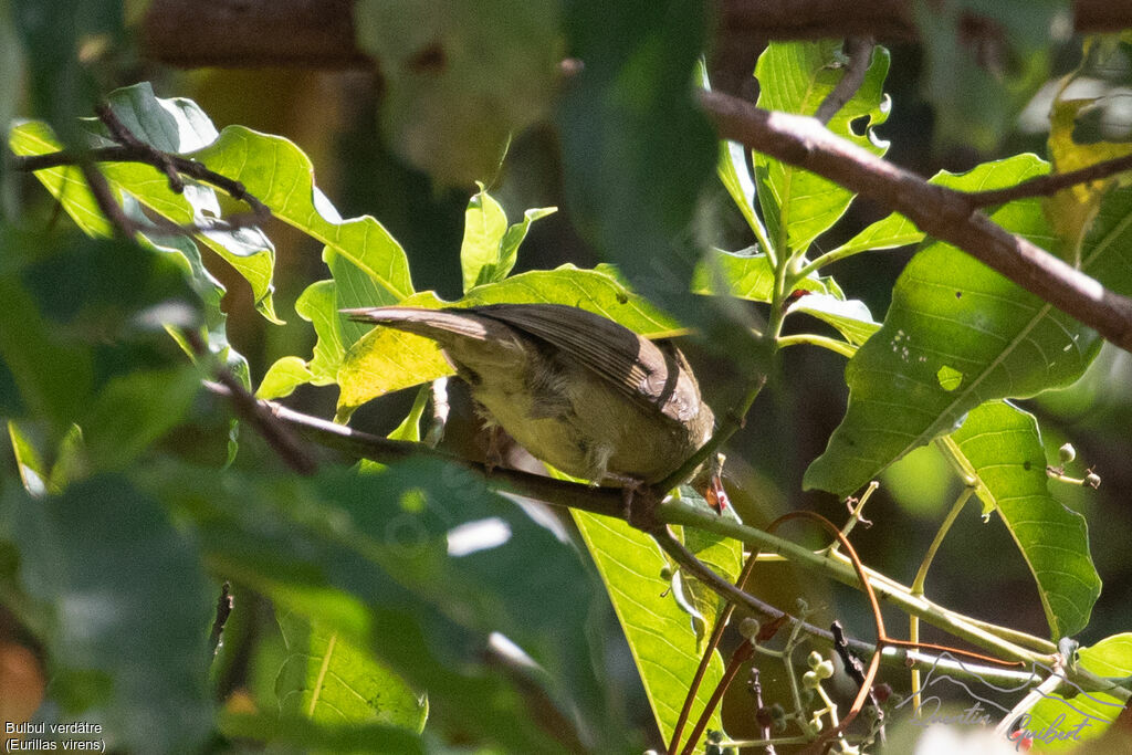 Bulbul verdâtre