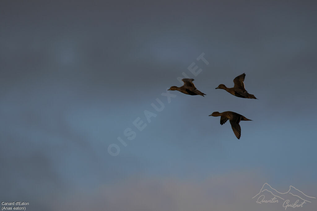 Canard d'Eaton