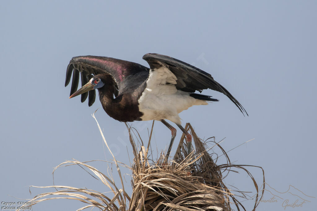 Abdim's Stork