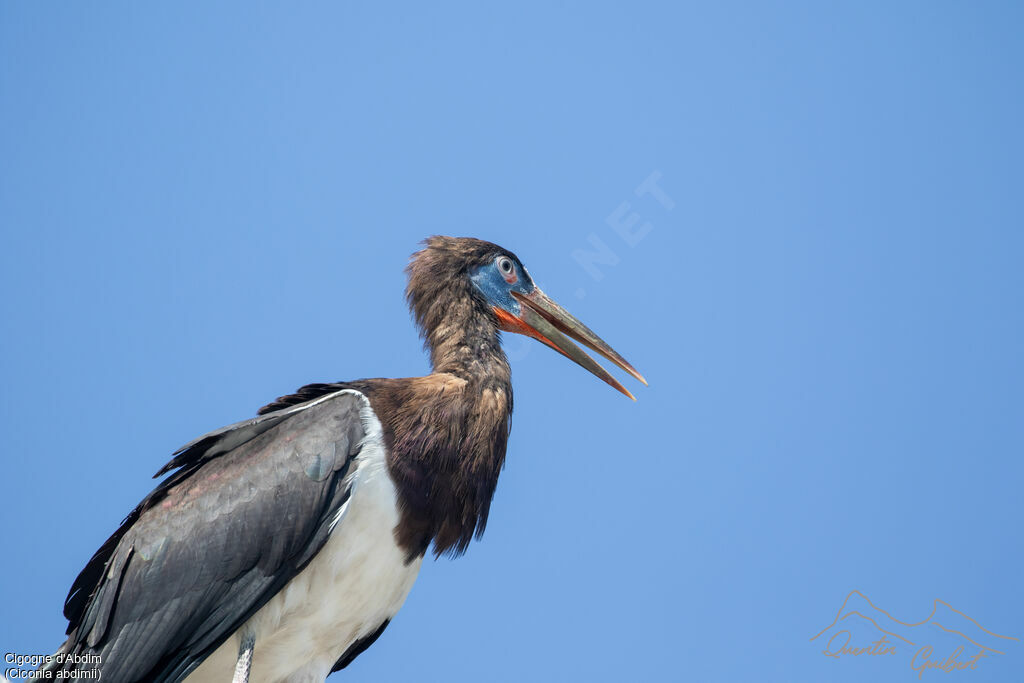 Abdim's Stork