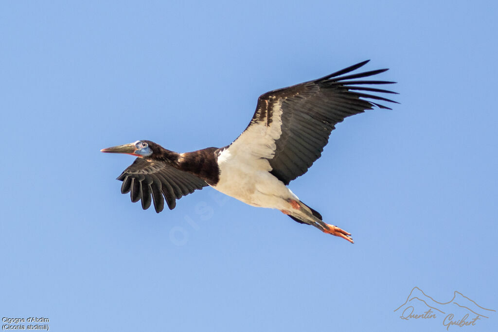 Abdim's Stork