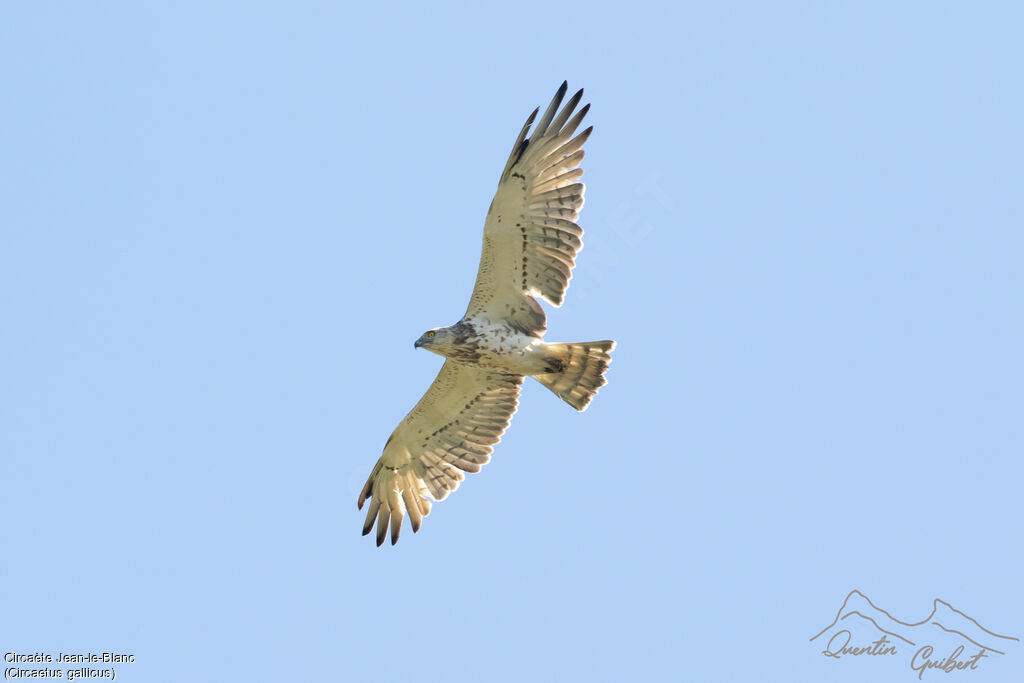 Circaète Jean-le-Blanc, identification, Vol