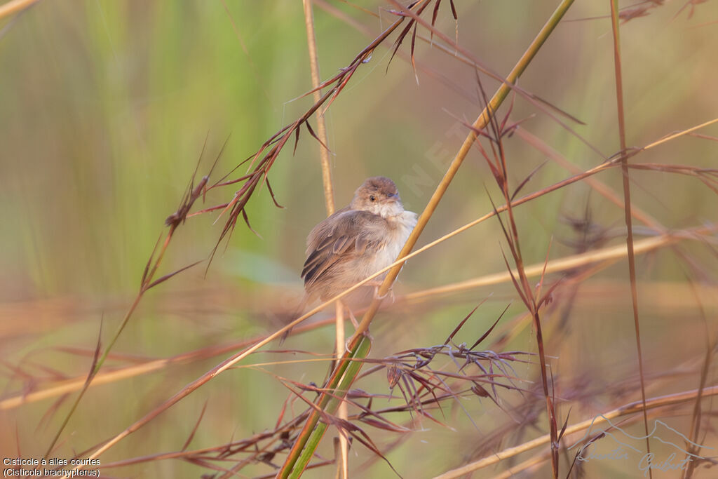 Short-winged Cisticola