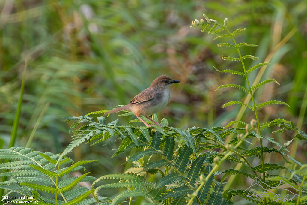 Chattering Cisticola, identification