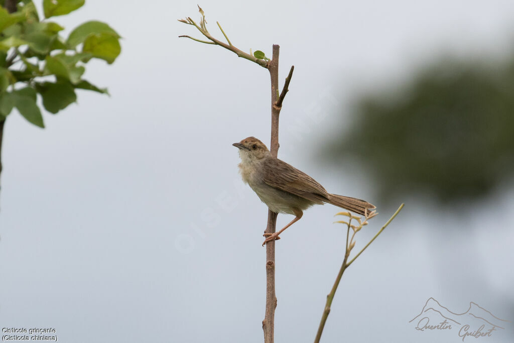 Rattling Cisticola