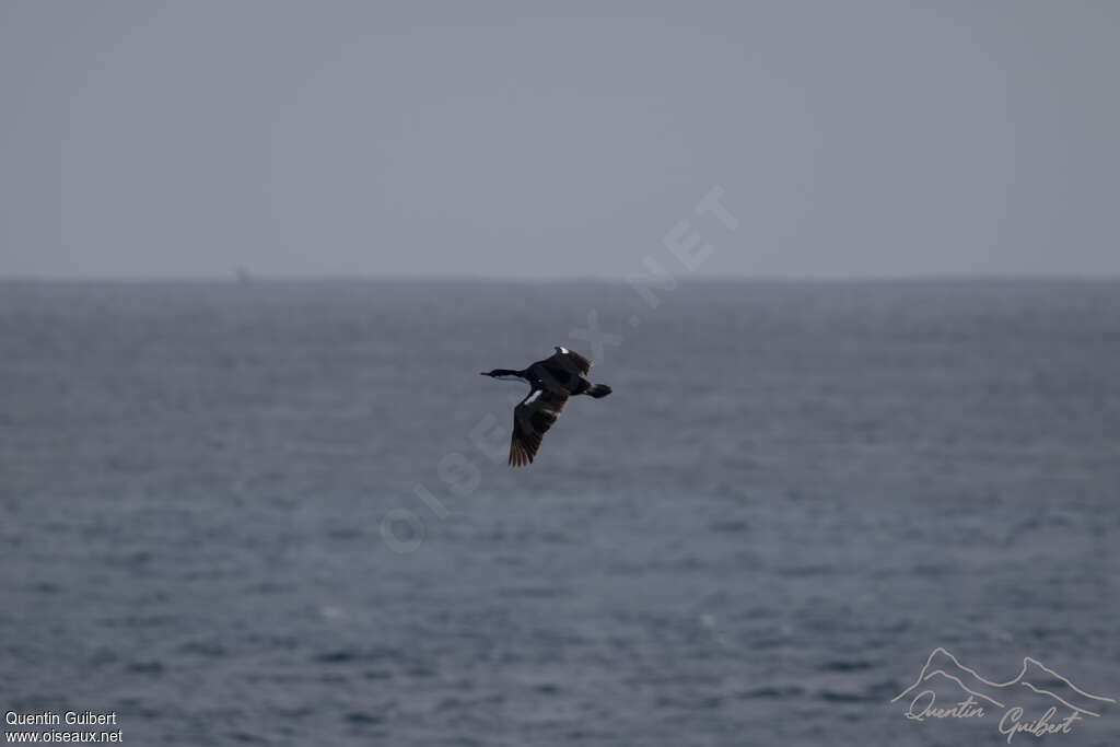 Cormoran de Crozetadulte, Vol
