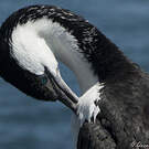 Cormoran de Tasmanie