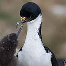 Cormoran des Kerguelen
