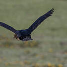 Cormoran des Kerguelen