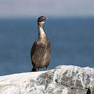 Cormoran des Kerguelen