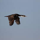 Cormoran des Kerguelen