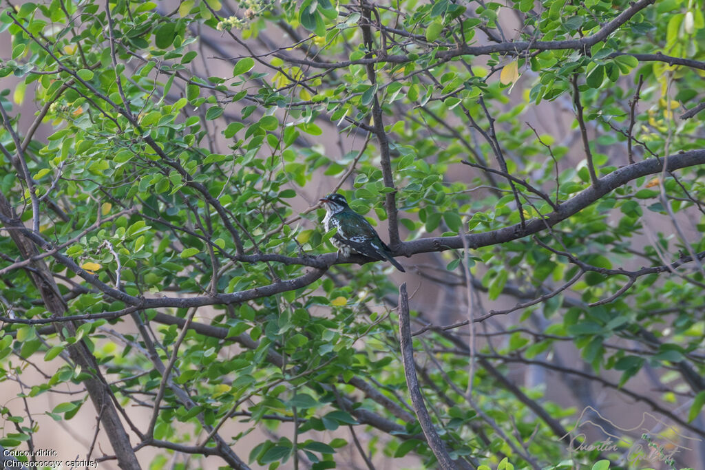 Diederik Cuckooadult, identification