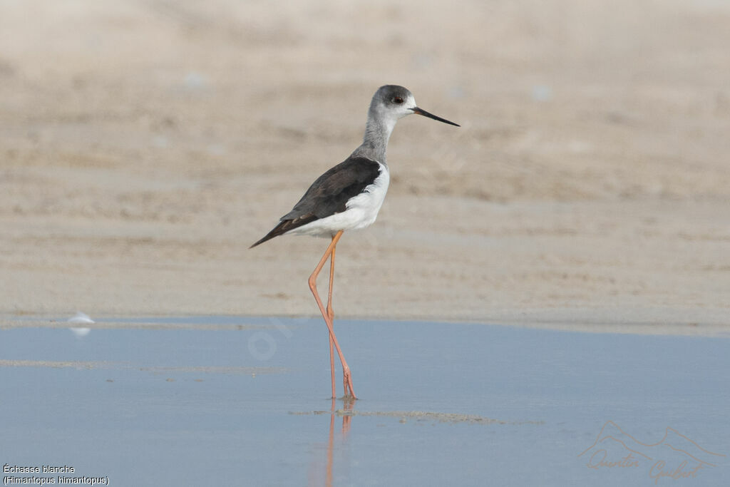 Échasse blanche1ère année, identification