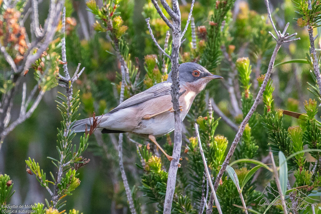 Fauvette de Moltoni mâle adulte, identification